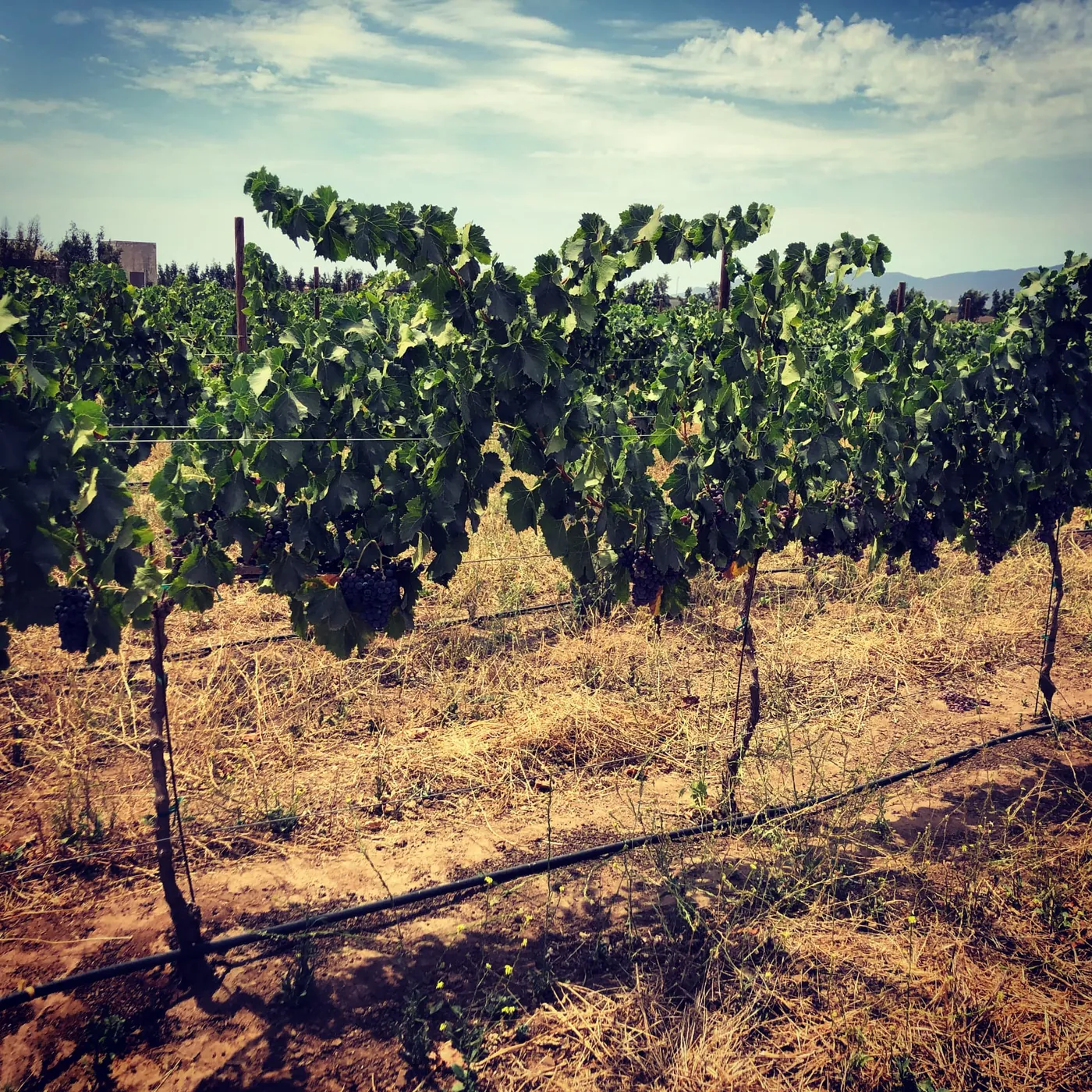 Vides cargadas de uva en verano