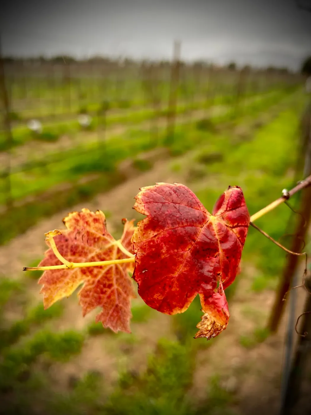 Hoja de vid en otoño
