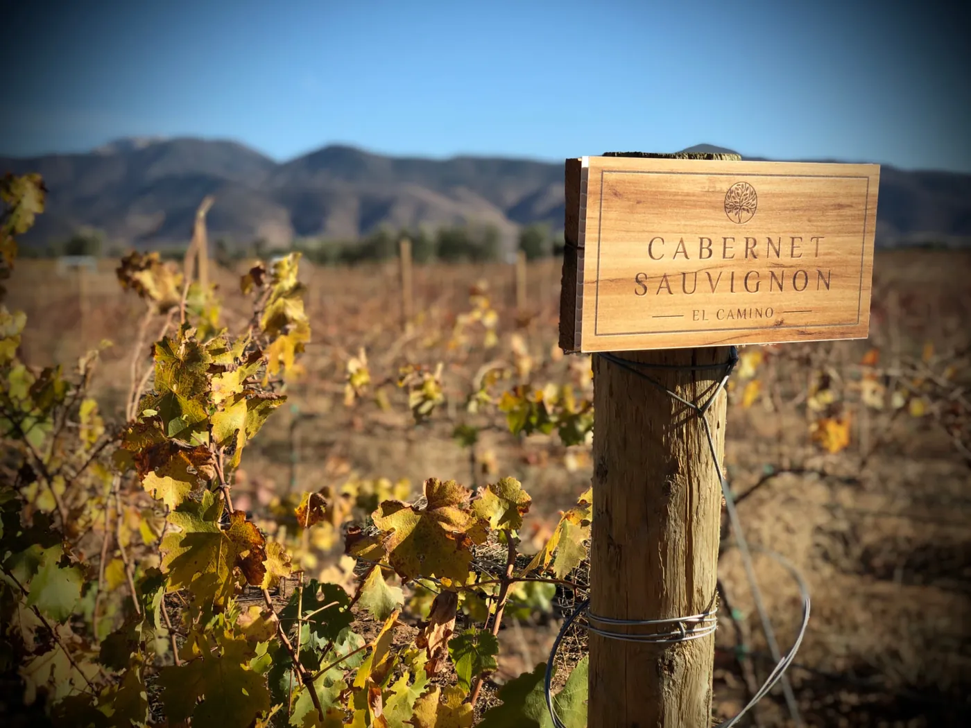 Letrero de Cabernet Sauvignon en el viñedo