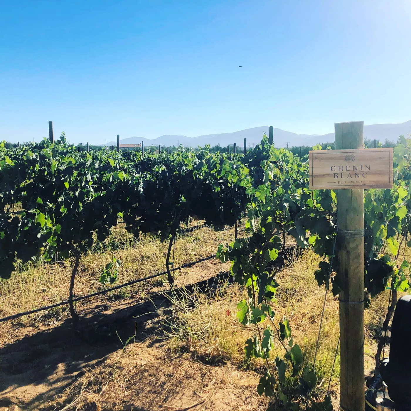 Letrero de Chenin Blanc en el viñedo