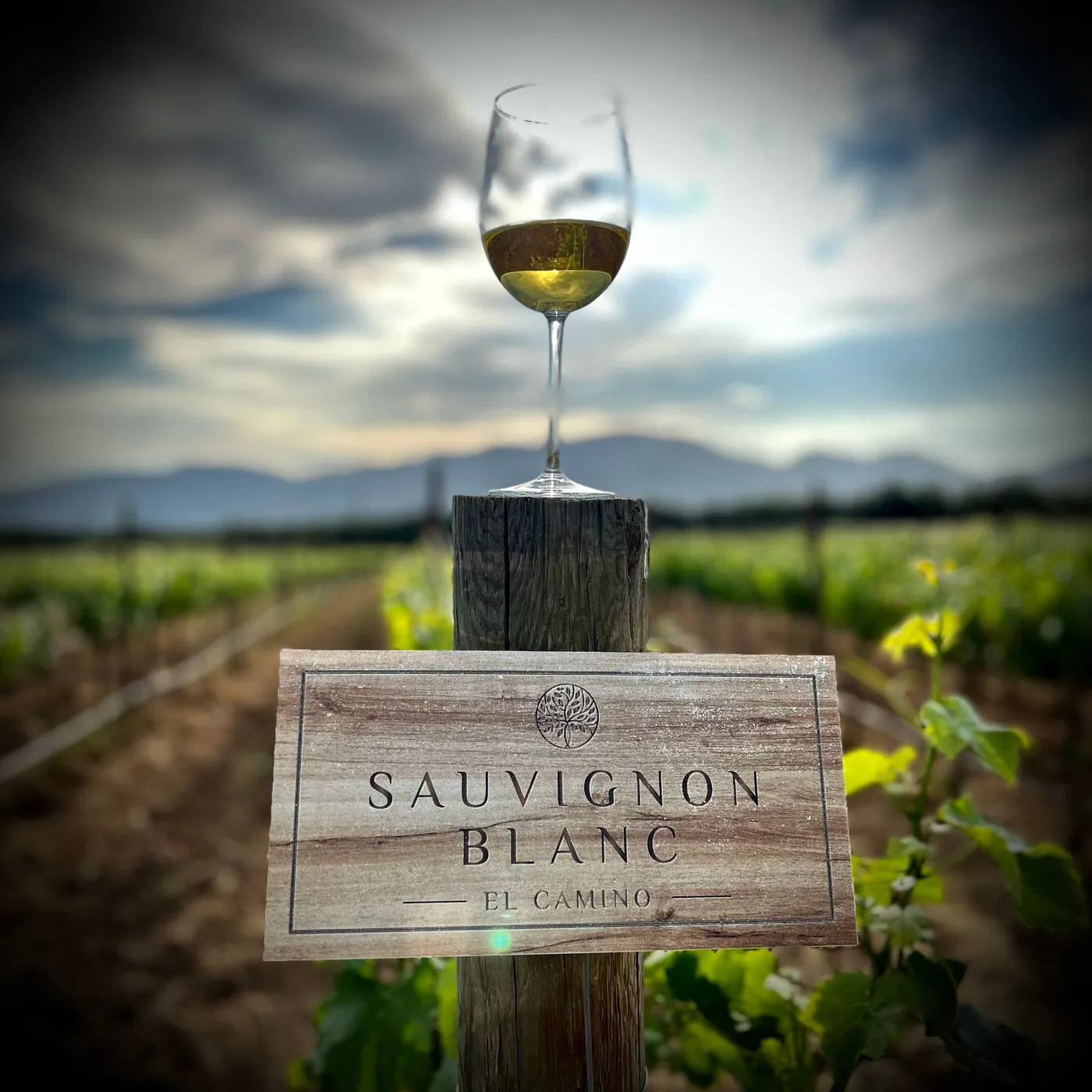Copa de vino blanco sobre letrero de Sauvignon Blanc