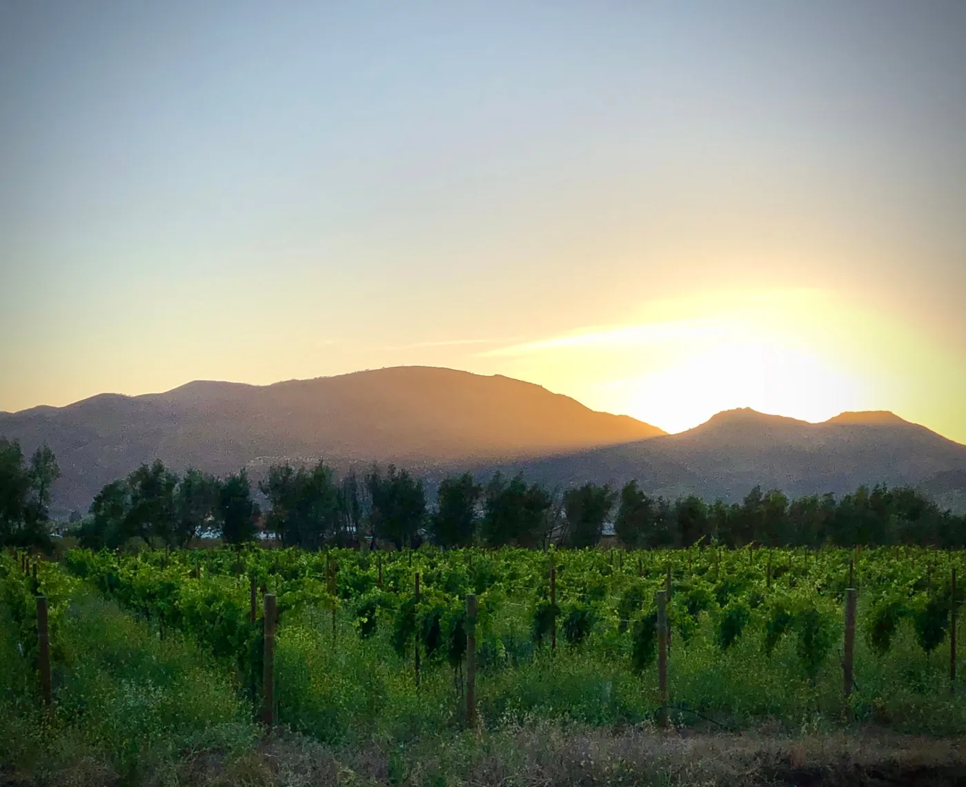Atardecer sobre el viñedo en el Valle de Guadalupe