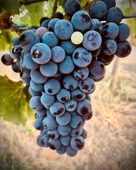 Racimo de uvas tintas en la viña